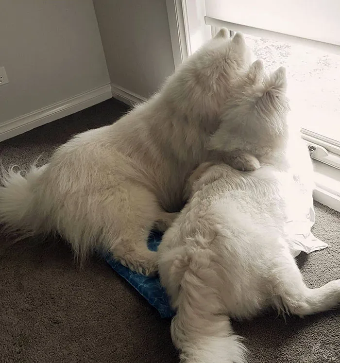 Gazing Out The Window Together. Kobe Has His Arm Around His Little Sister