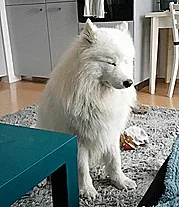Sleepy Samoyed Puppy