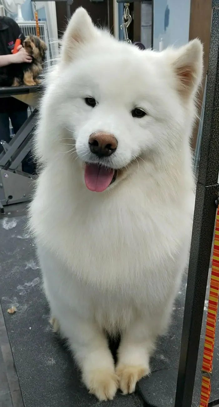 Fluffy Samoyed