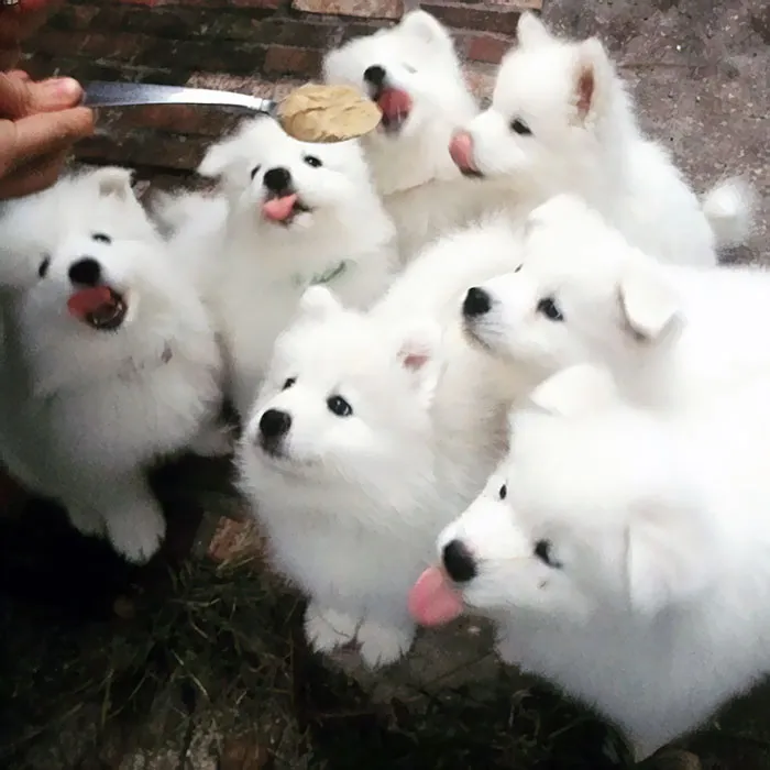 Crazy Licks