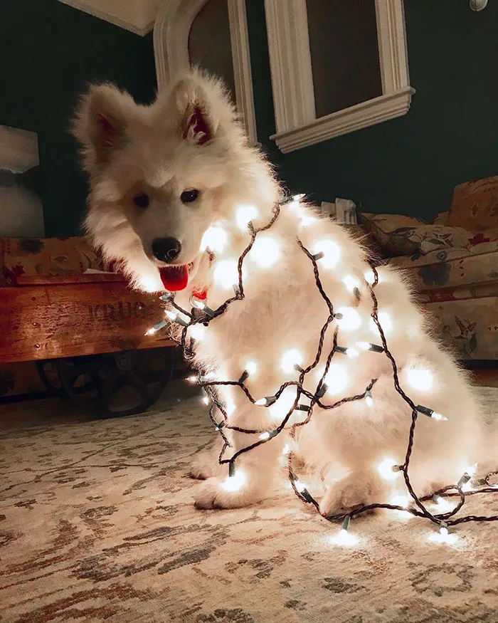 Look! I’m A Christmas Tree