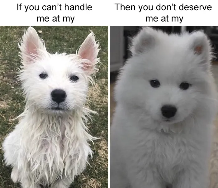 Fluffy White Diva