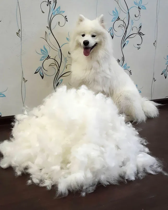 One Of The Things You Need To Know Before Having A Samoyed