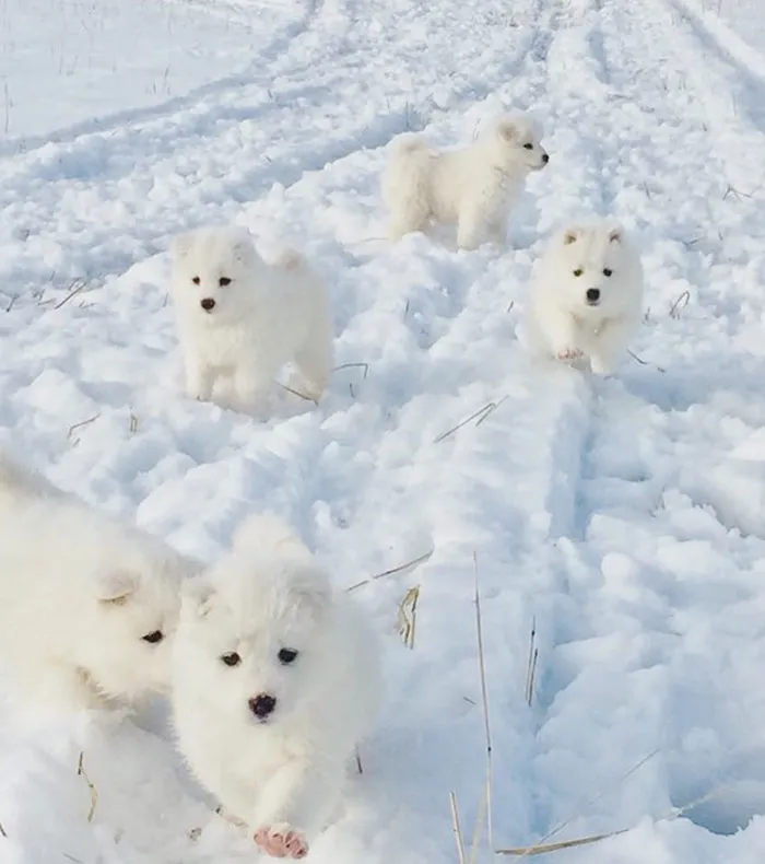 Can You See The Puppies?