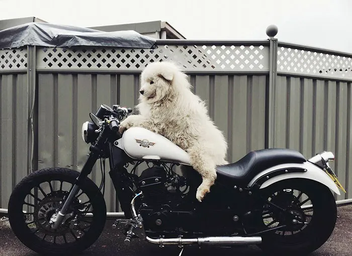 I Thought I Had A Good Boy But Really He's A Bad Boy