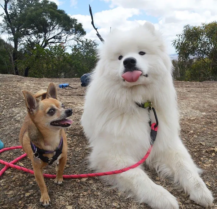 Happy Tongues Out Day