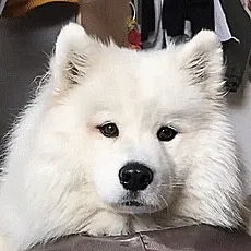 How To Get Your Dog To Eat Veggies