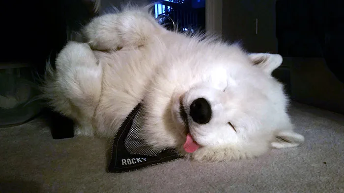 Sleepy Bear