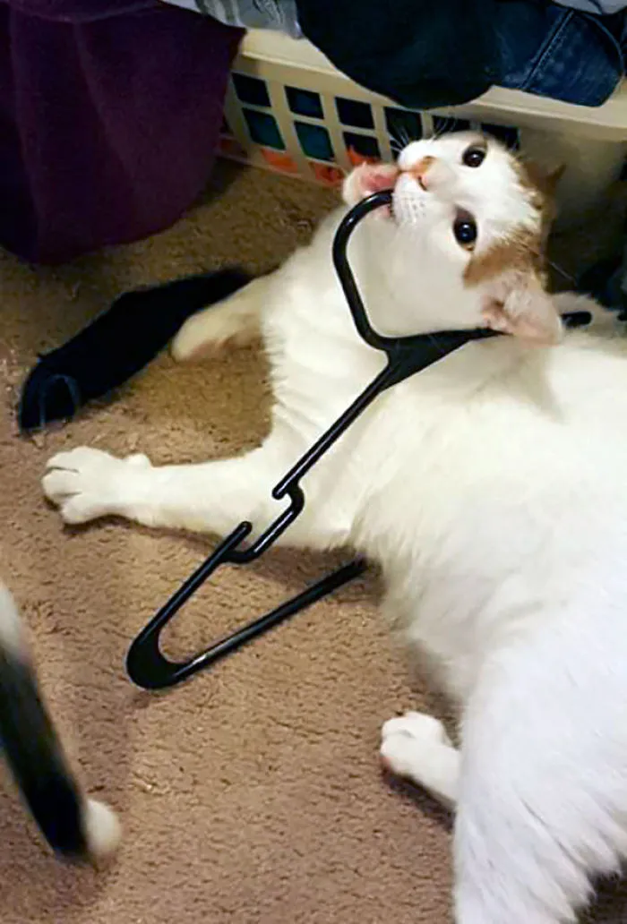Please Keep This Idiot In Your Thoughts And Prayers. He's Not Sick, Just Very, Very Dumb