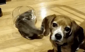 90 Idiot Cats That Will Make You Laugh Out Loud