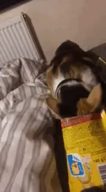 My Cat Isn't The Smartest