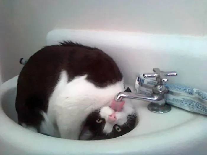 Why Can't He Just Drink Out Of The Bowl Like A Normal Cat?