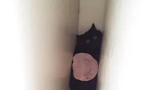 90 Idiot Cats That Will Make You Laugh Out Loud