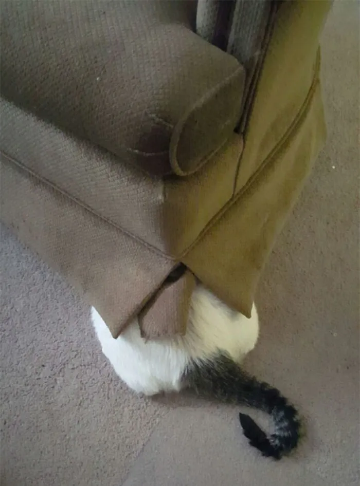 This Is Jim. He Thinks He’s Hiding. Good Bless This Sweet Dumb Dumb