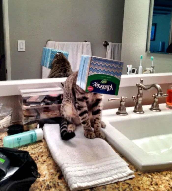 I Hear My Cat Crying In The Bathroom, Walking In, I See This