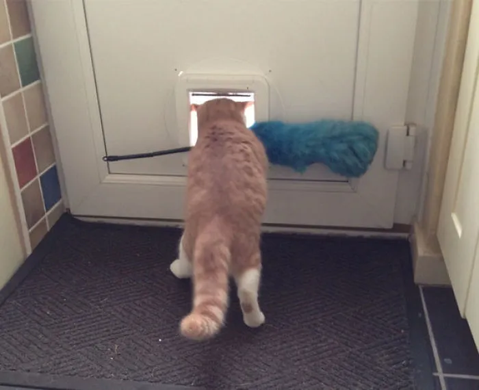 My Cat Keeps Trying To Steal The Feather Duster, Luckily He Never Gets Too Far