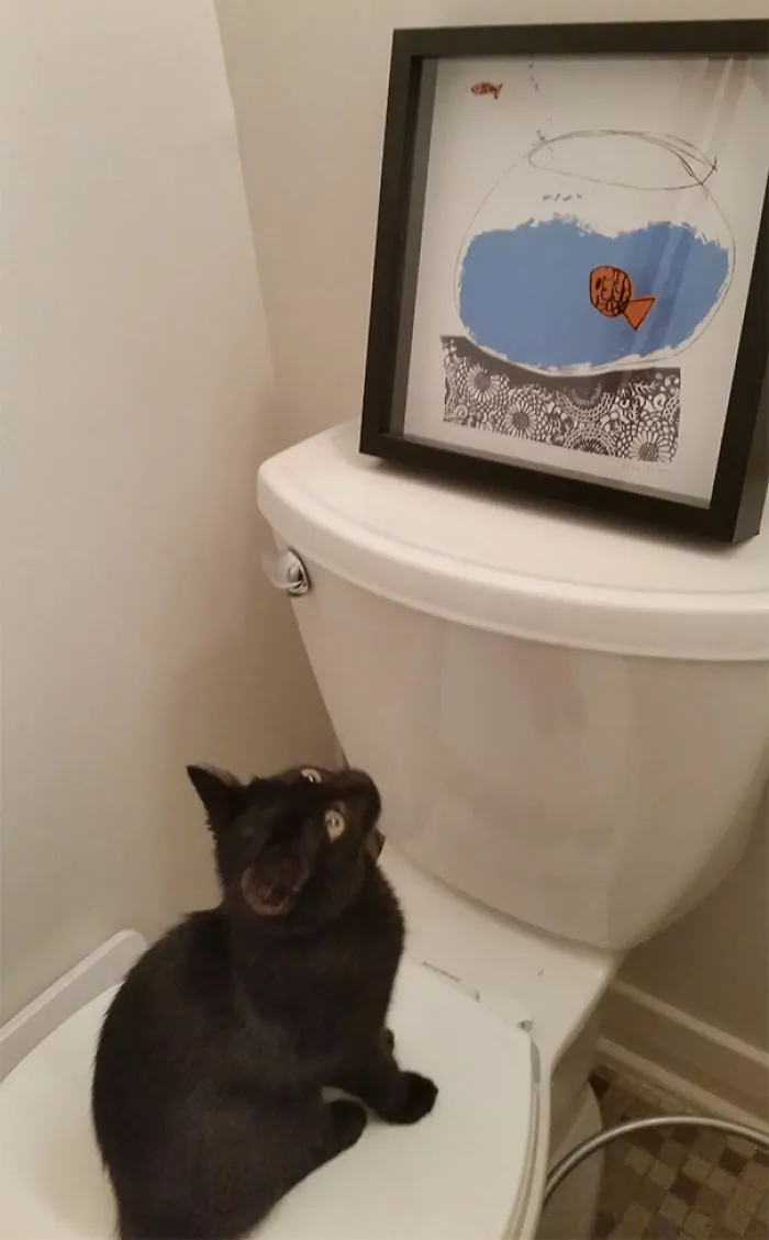 When You're Not The Sharpest Knife In The Drawer. The Cat's Been Staring At This Photo For A Solid 5 Minutes