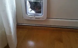 90 Idiot Cats That Will Make You Laugh Out Loud
