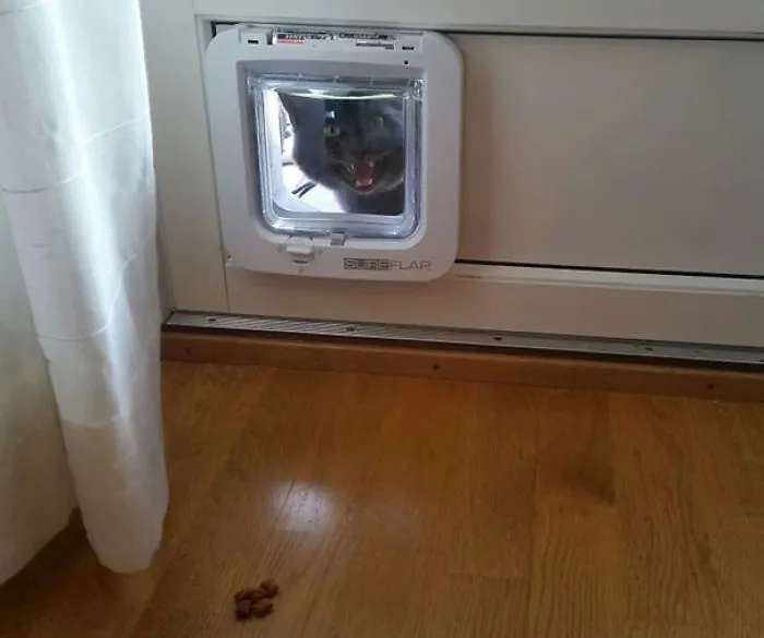 My Cat Refuses To Use The Cat Door, It's Now A Cat Window
