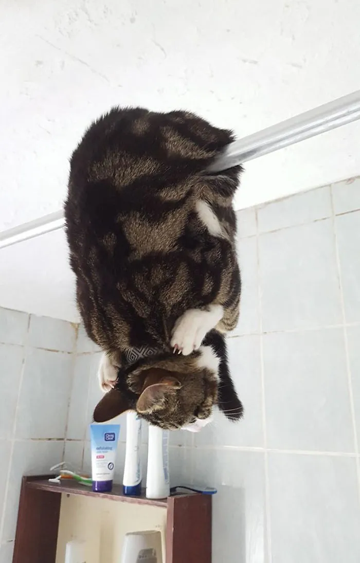 This Is How My Friend Found The Cat In The Bathroom