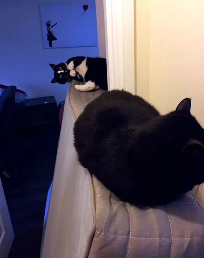 One Of My Cats Is Mature And Aloof. One Is An Idiot. Try And Guess Which One Is Which