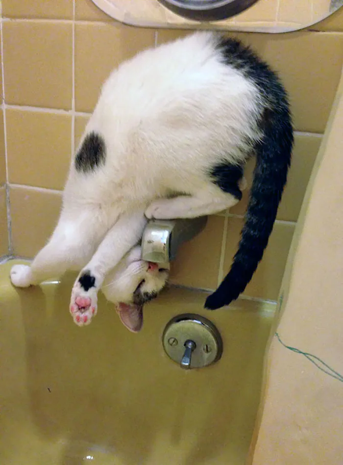 Normally She Goes For Faucets. This Is New