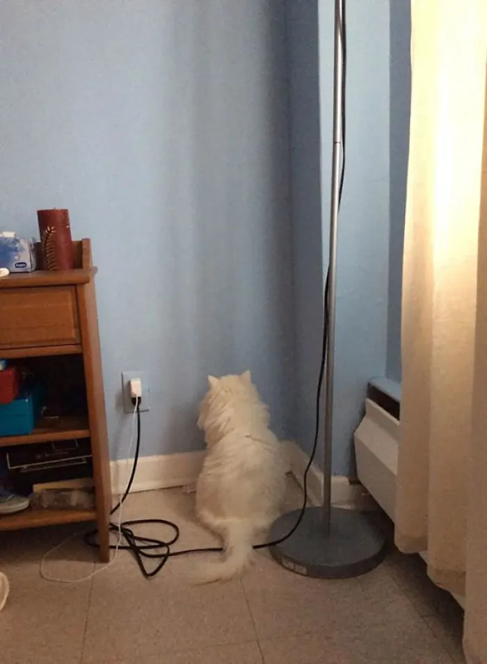 I Never Said I Had A Smart Cat (Don't Worry She's OK)