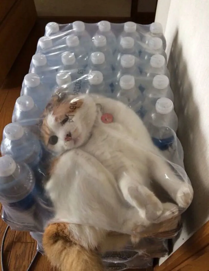 I Think This Idiot Is Reevaluating His Life Choices