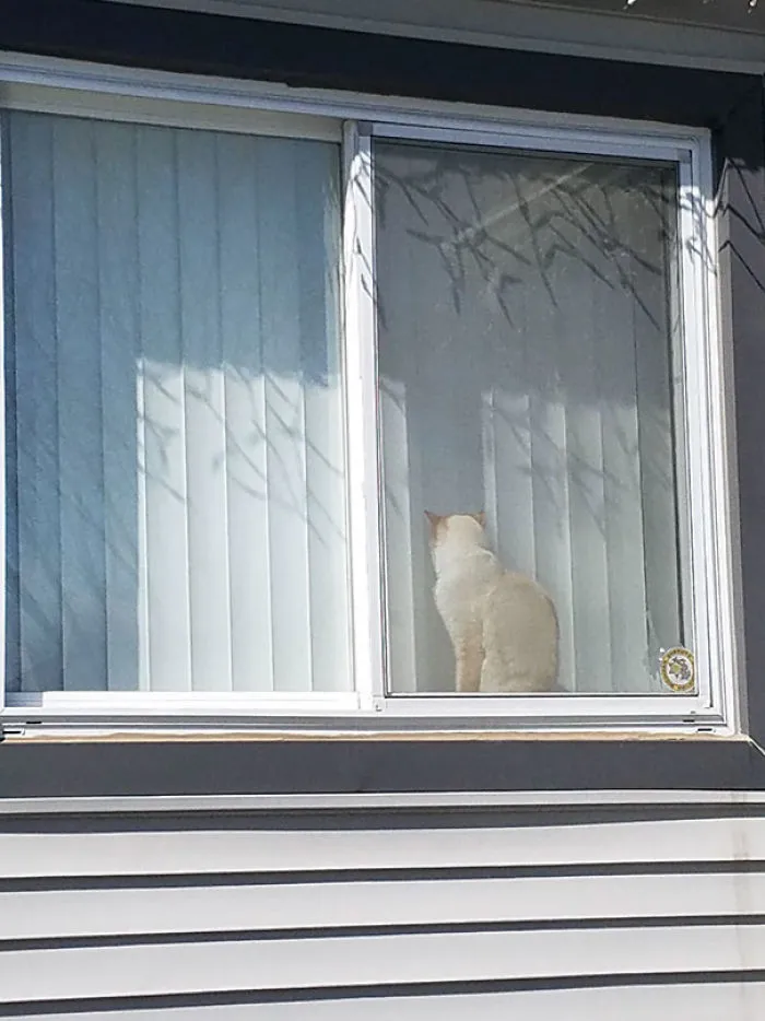 I Think My Cat Is Broken