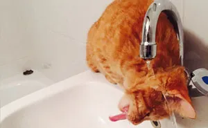 90 Idiot Cats That Will Make You Laugh Out Loud