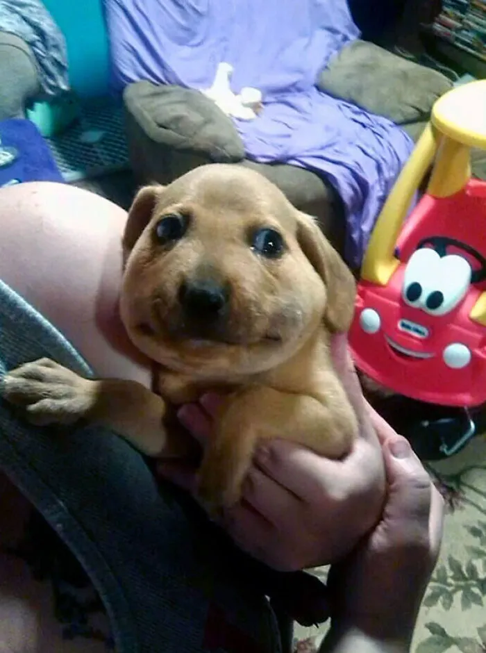 My Friend's Dog Ate A Bee