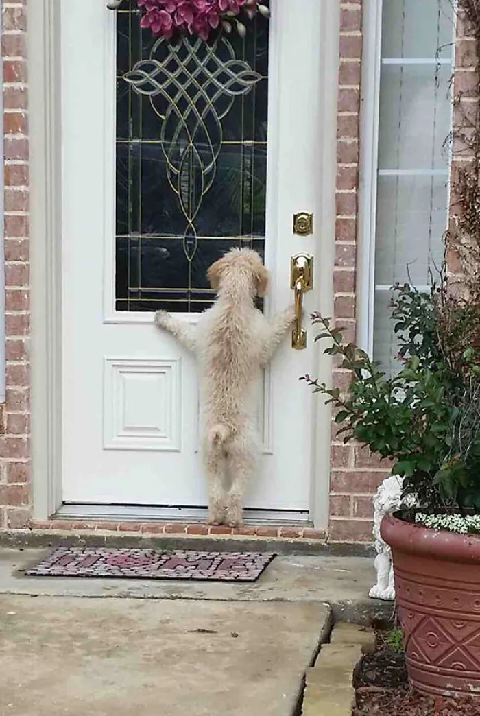 My Dog Ran Away, After Hours Of Looking I Came Home To This