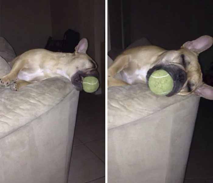 My Friend's Dog Fell Asleep Like This
