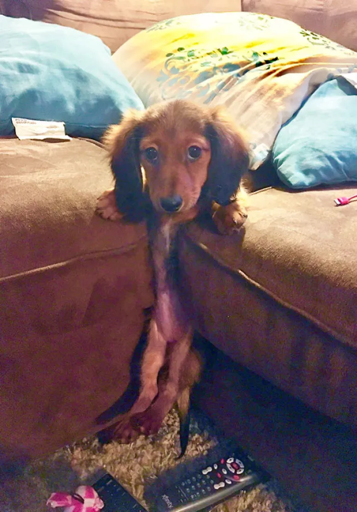 My Dauschund Puppy Got Stuck In The Couch Cushions
