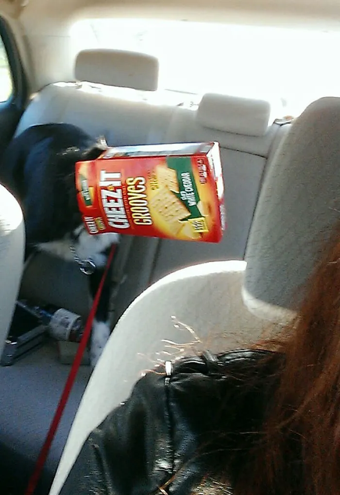 Arrived At My Destination, Then Turned Around To Check On My Dog Who Was Sitting In The Back Seat