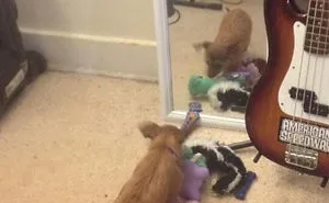 122 Idiot Dogs That Will Crack You Up
