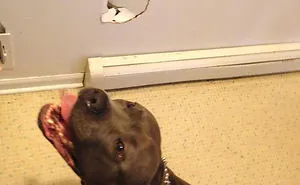 122 Idiot Dogs That Will Crack You Up