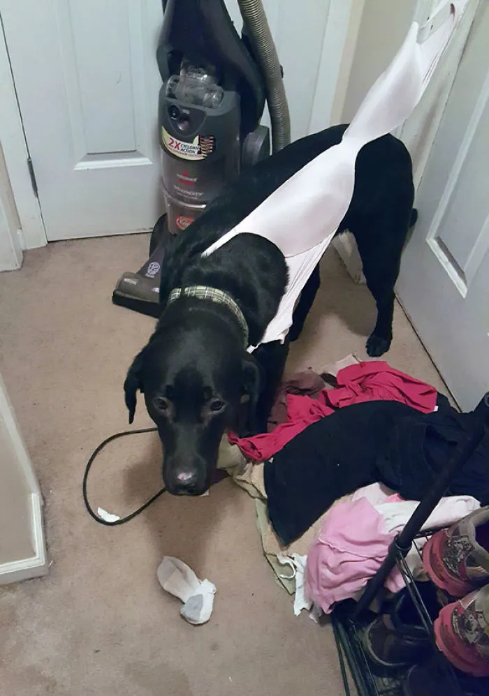 Not My Dogs Proudest Moment