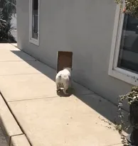 English Bulldog Diesel - The Box Lover