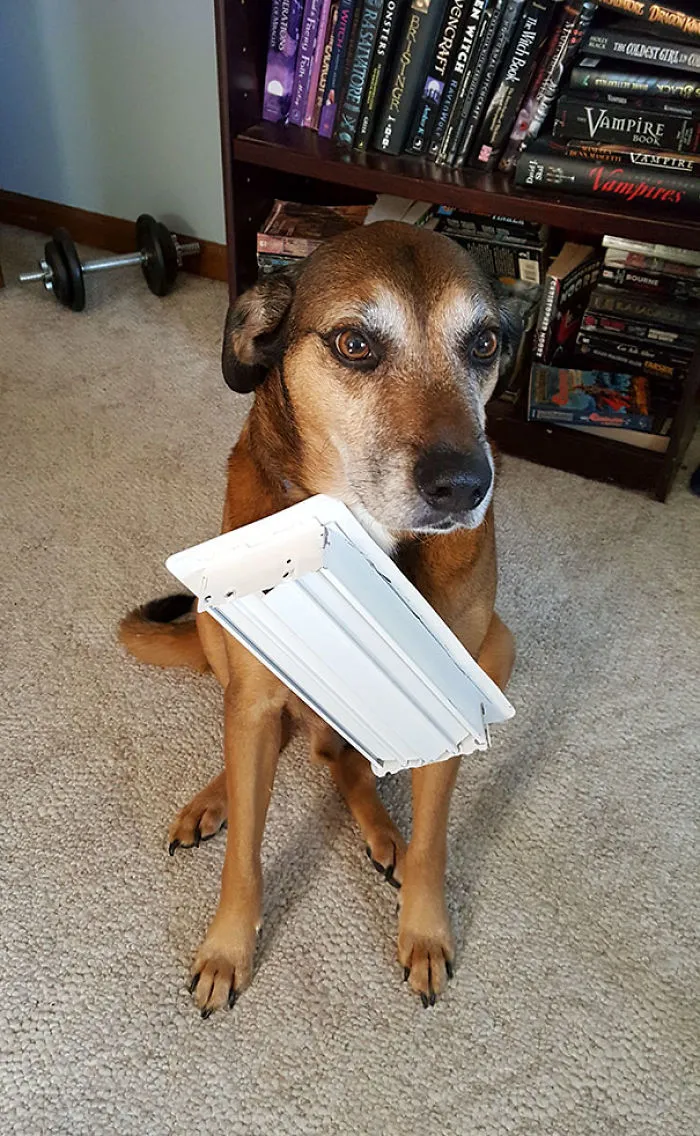 My Dog Is Special. Somehow He Got The Floor Vent Stuck To His Collar. Riped It Off The Floor Then Walked Around Like This Was Normal