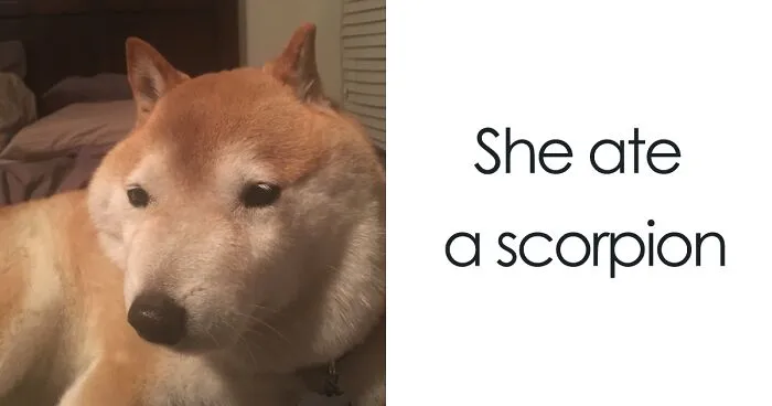 50 Times Shibas Proved They're The Most Much Wow Dogs Ever