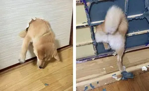 50 Times Shibas Proved They're The Most Much Wow Dogs Ever