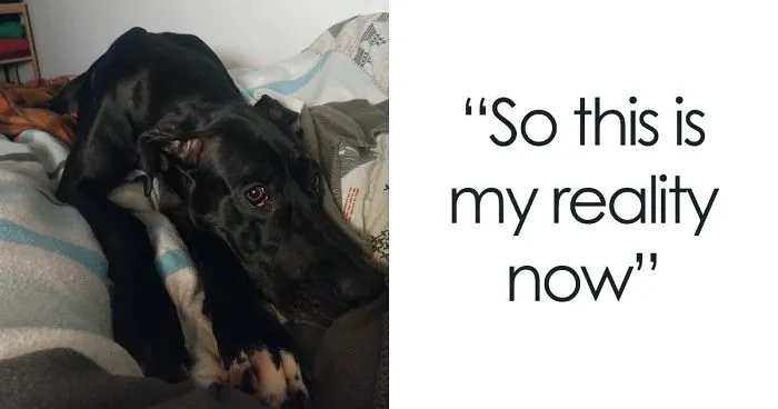 9 Adorable "Awkward Moments" Every Couple With A Dog Will Relate To