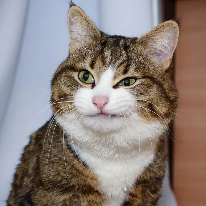 This Cat Is Taking Over The Internet With His Hilarious Facial Expressions Despite His Problem