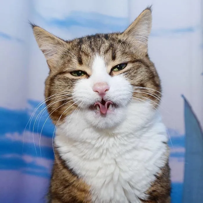 Este gato tiene una discapacidad, pero ha conquistado internet con sus divertidas expresiones faciales