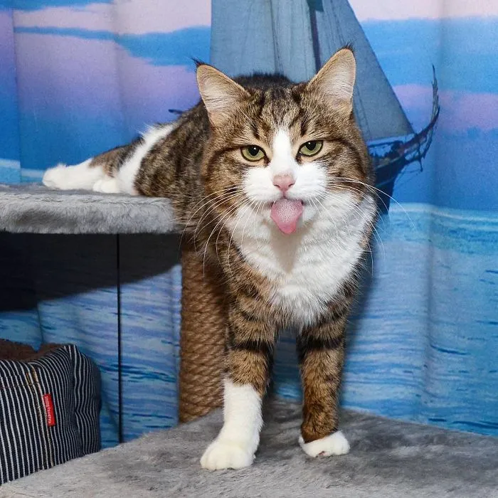 Este gato tiene una discapacidad, pero ha conquistado internet con sus divertidas expresiones faciales