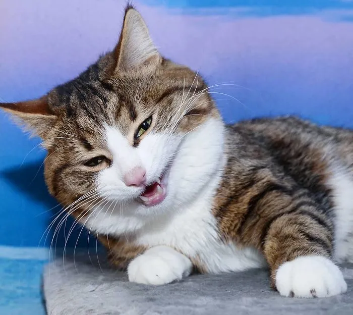 This Cat Is Taking Over The Internet With His Hilarious Facial Expressions Despite His Problem