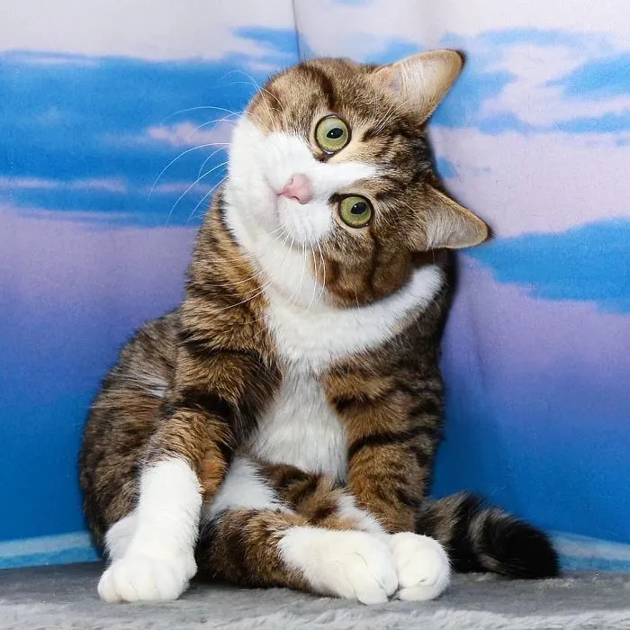 This Cat Is Taking Over The Internet With His Hilarious Facial Expressions Despite His Problem