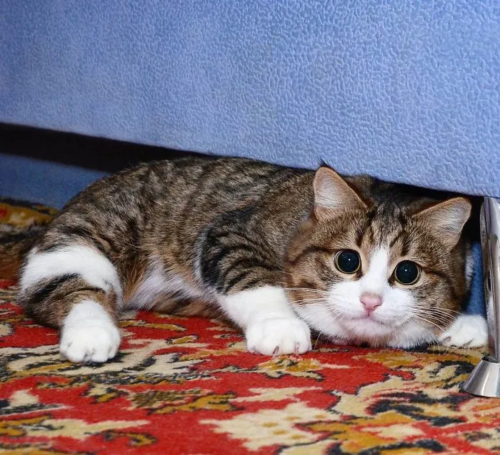 This Cat Is Taking Over The Internet With His Hilarious Facial Expressions Despite His Problem