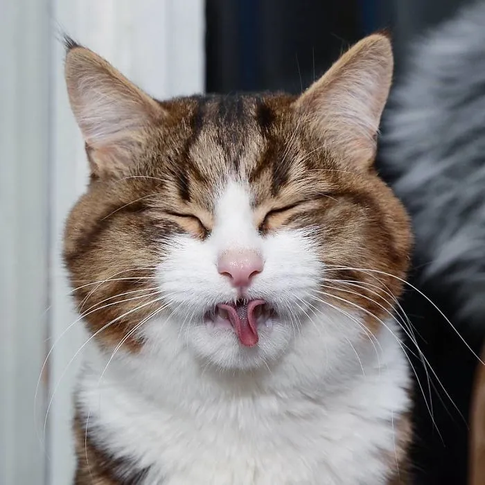 Este gato tiene una discapacidad, pero ha conquistado internet con sus divertidas expresiones faciales